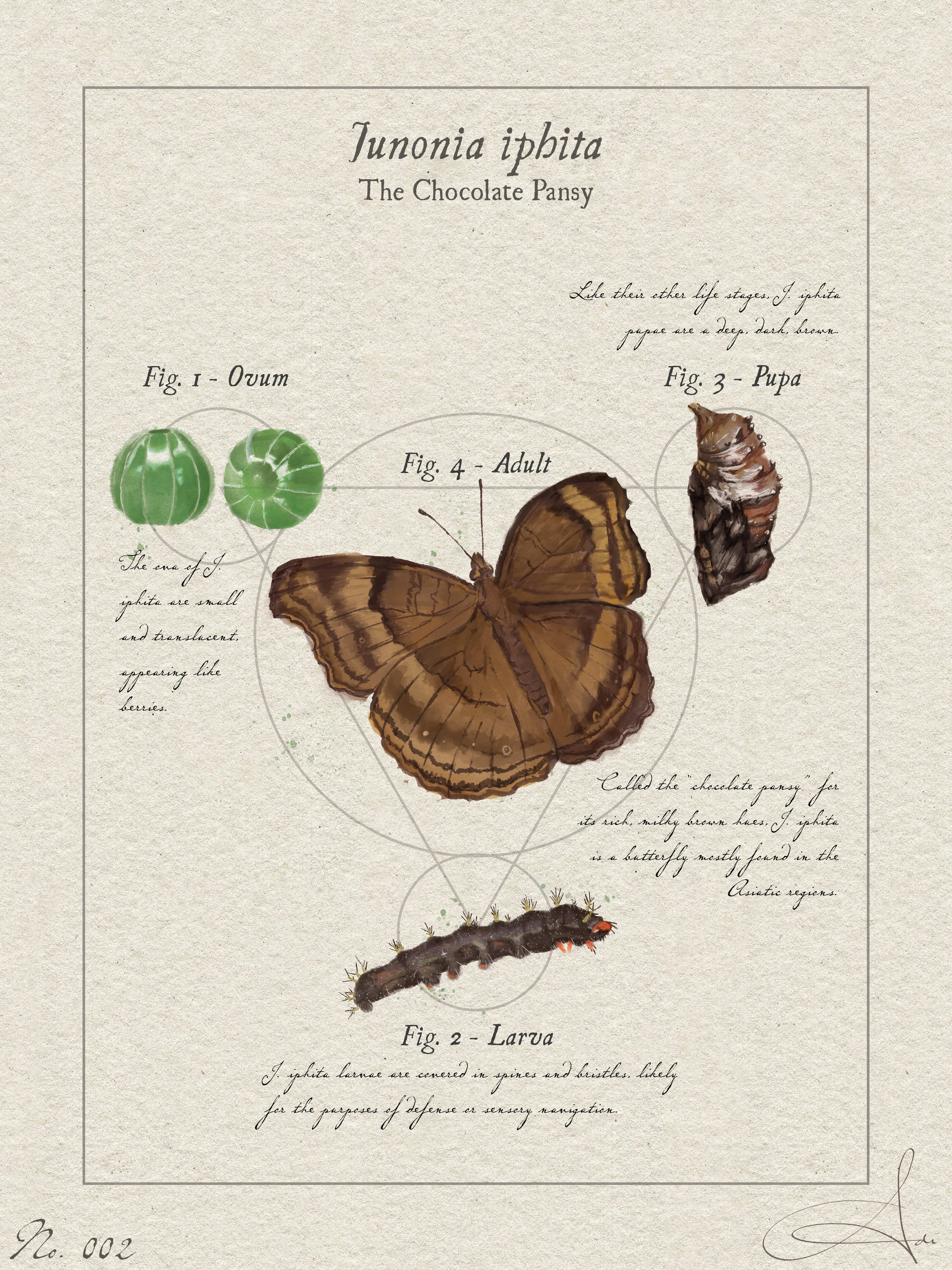 Junonia iphita - the chocolate pansy.