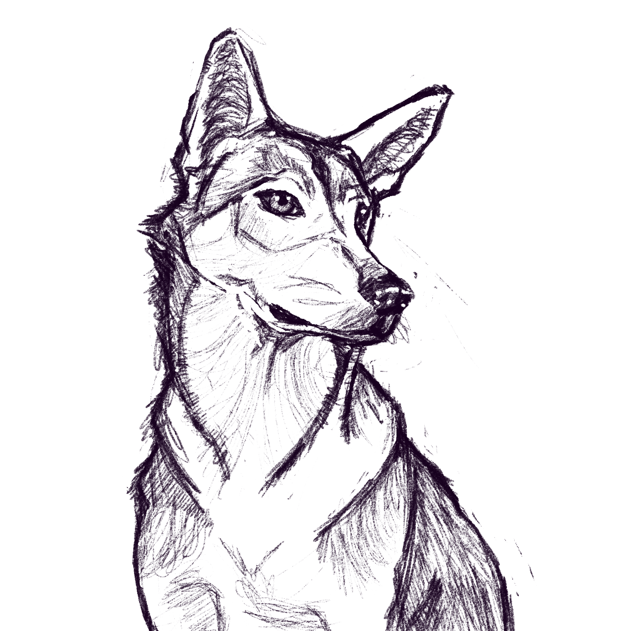 Sketch of a canine
