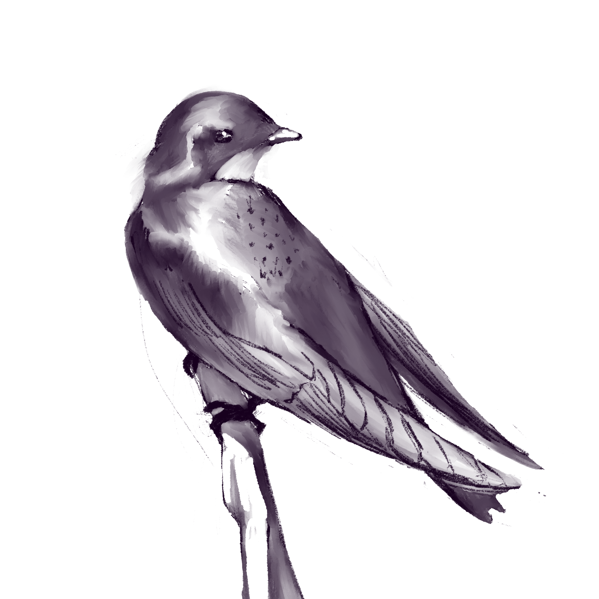 Sketch of an avian