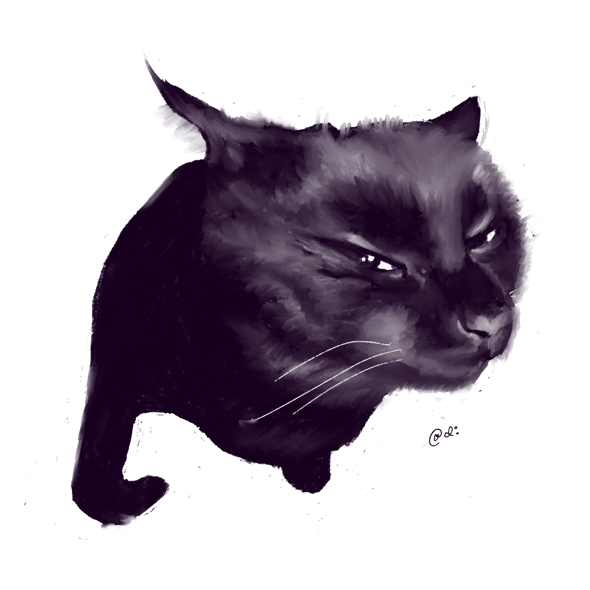 Study of a very suspicious cat