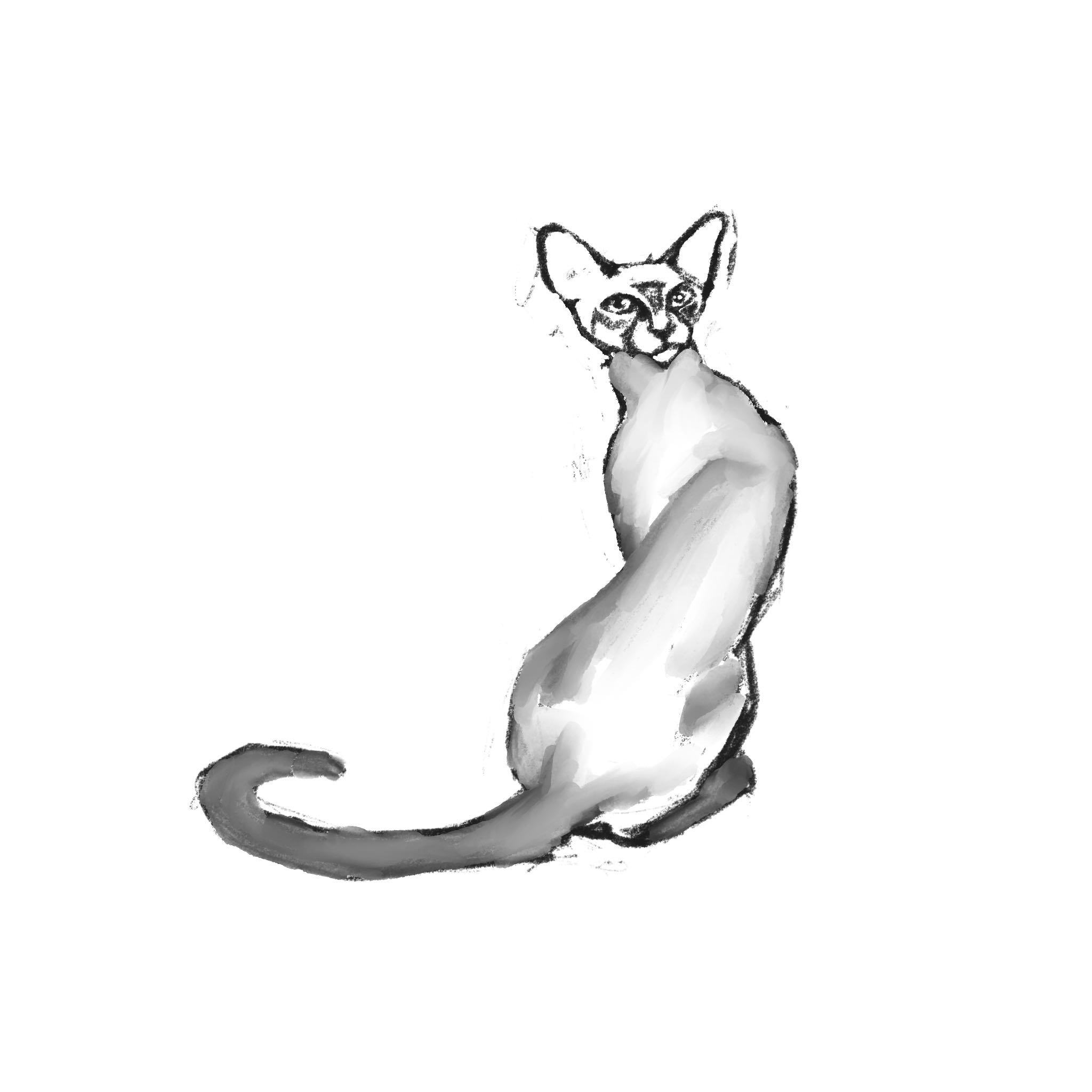Unfinished sketch of a feline