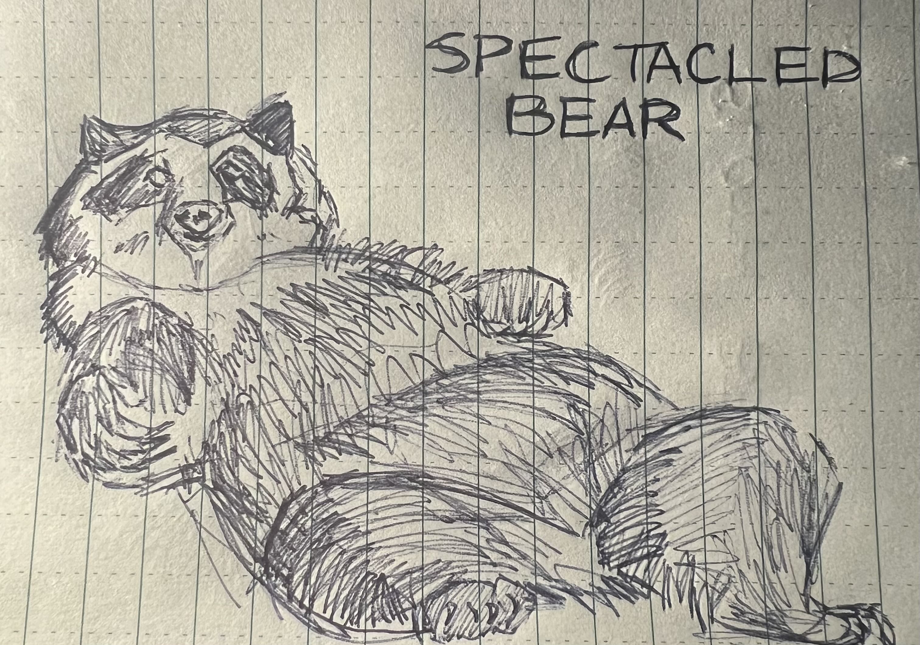 Ballpoint sketch of a spectacled bear
