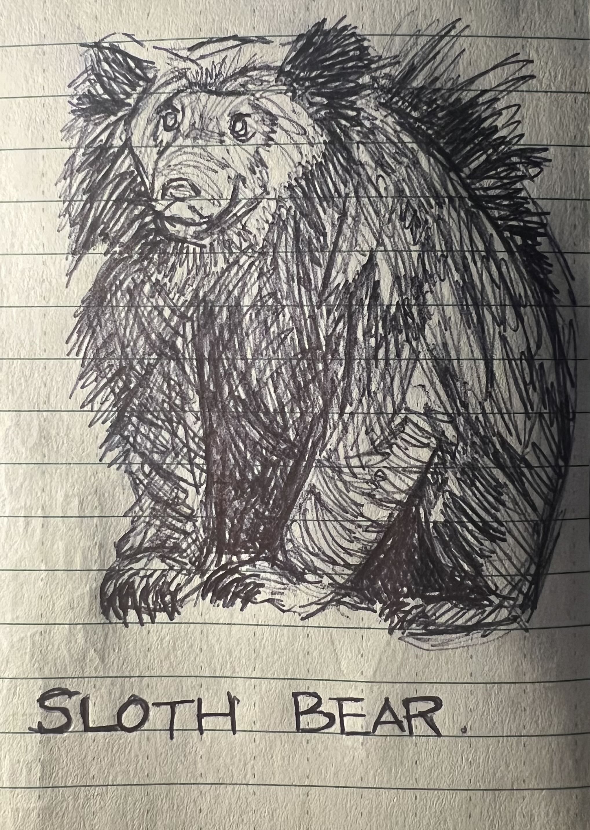 Ballpoint sketch of a sloth bear
