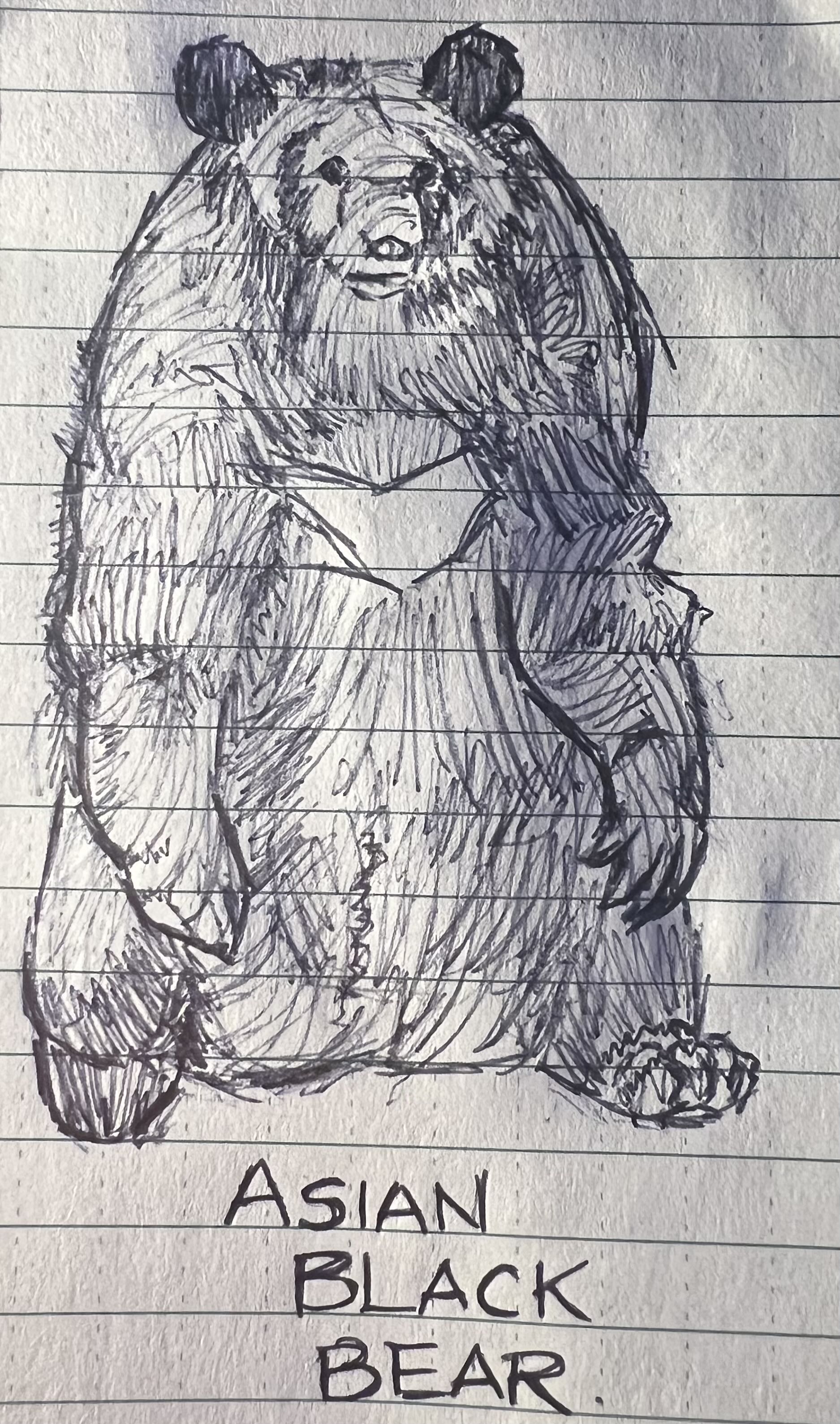 Ballpoint sketch of an Asian black bear
