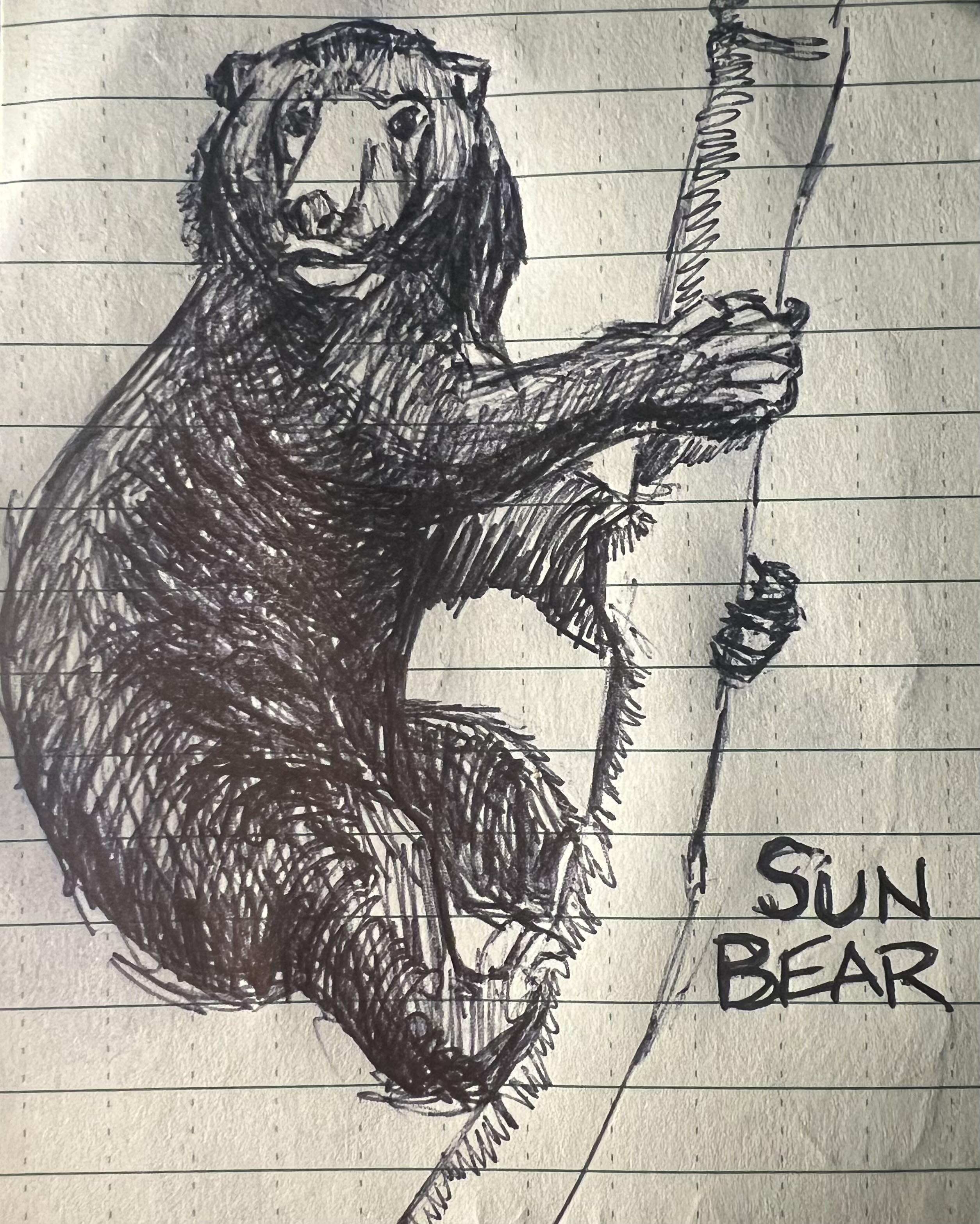 Ballpoint sketch of a sun bear