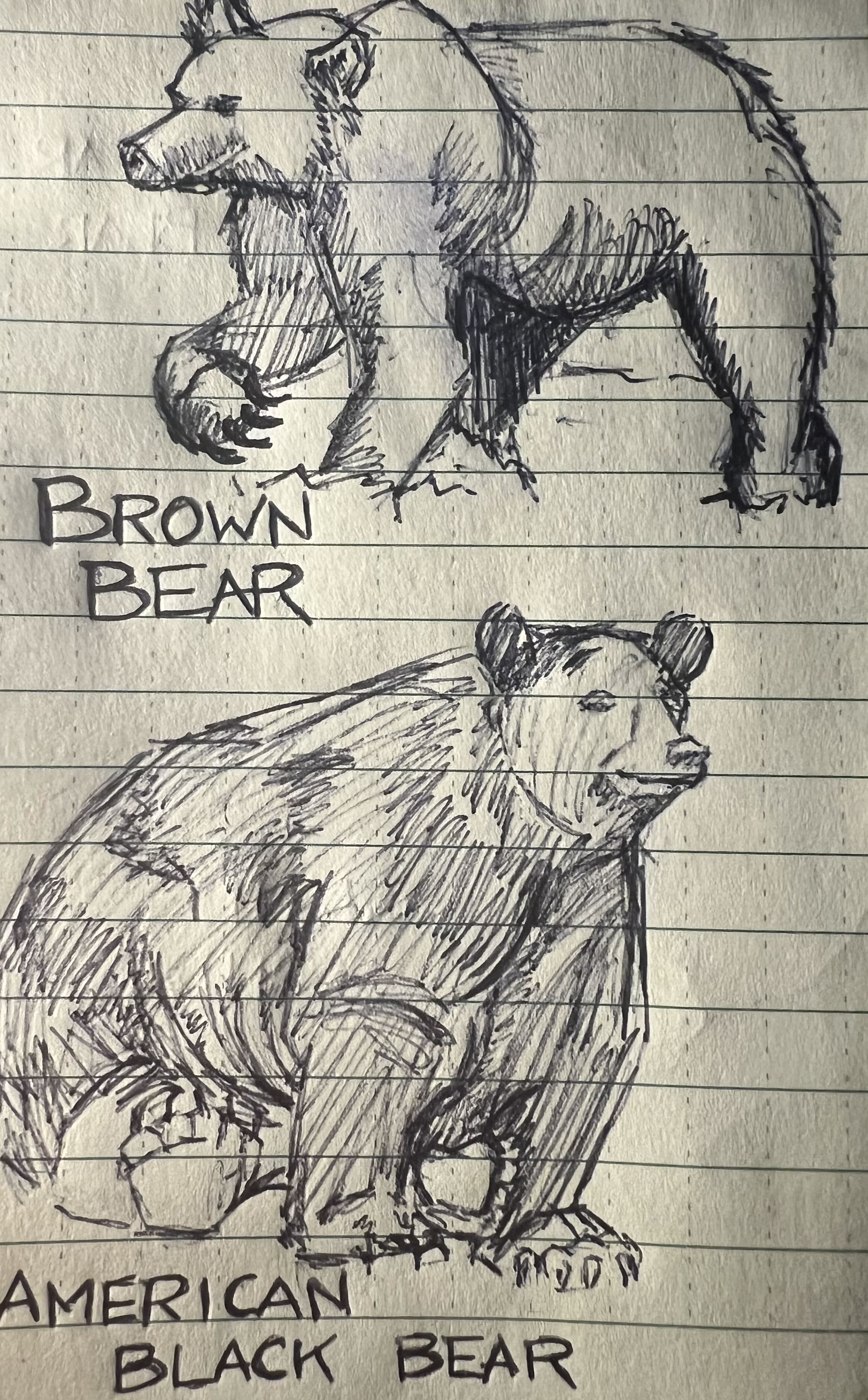 Ballpoint sketch of a grizzly bear and a black bear