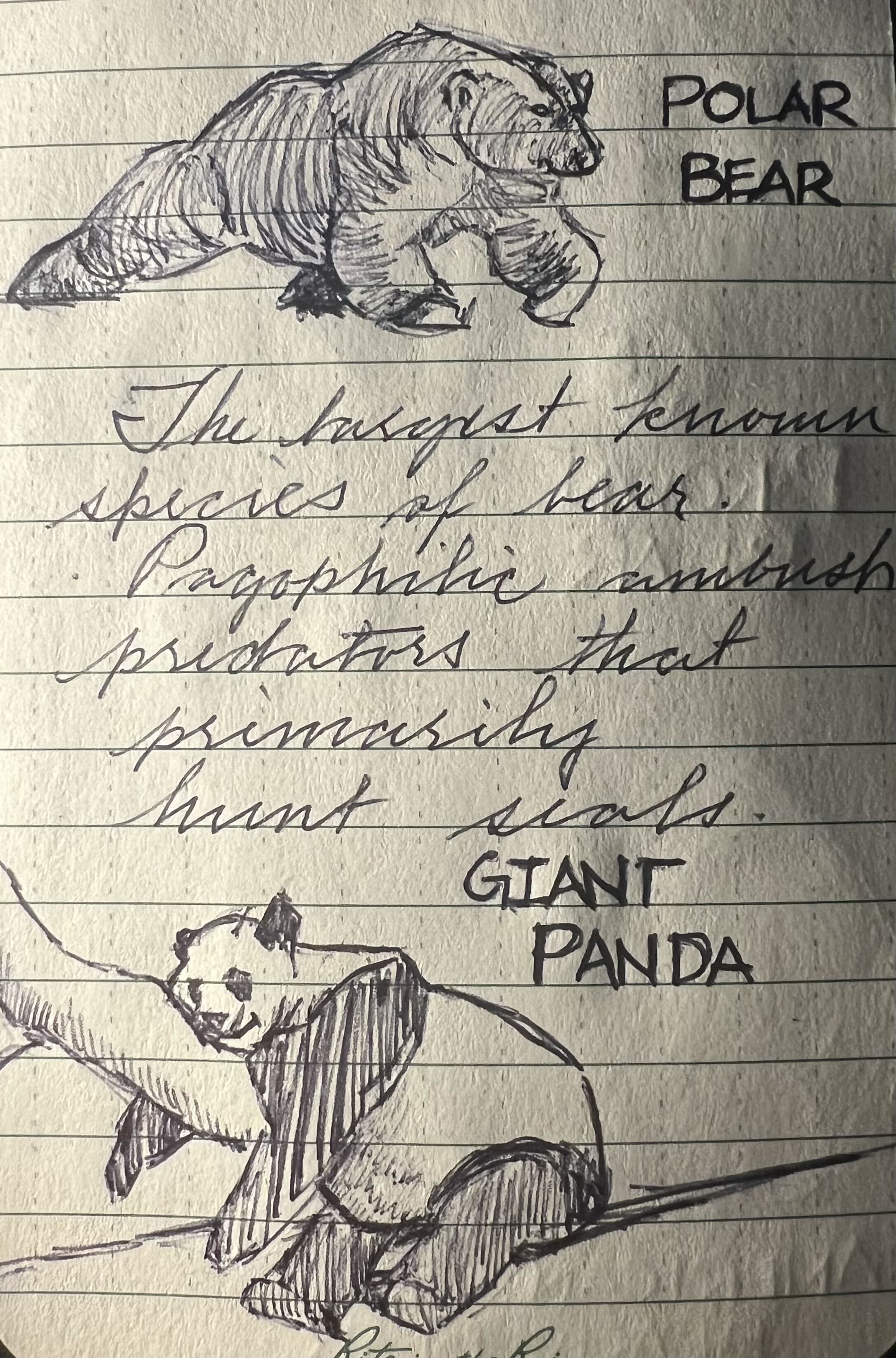 Ballpoint sketch of a polar bear and a giant panda