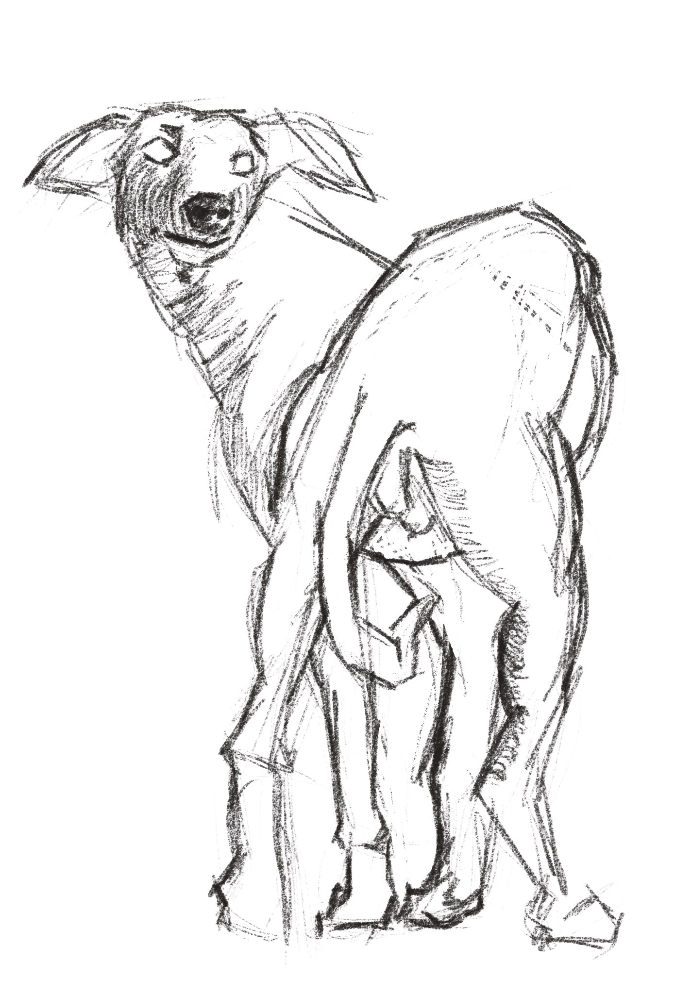 Digital sketch of a dog