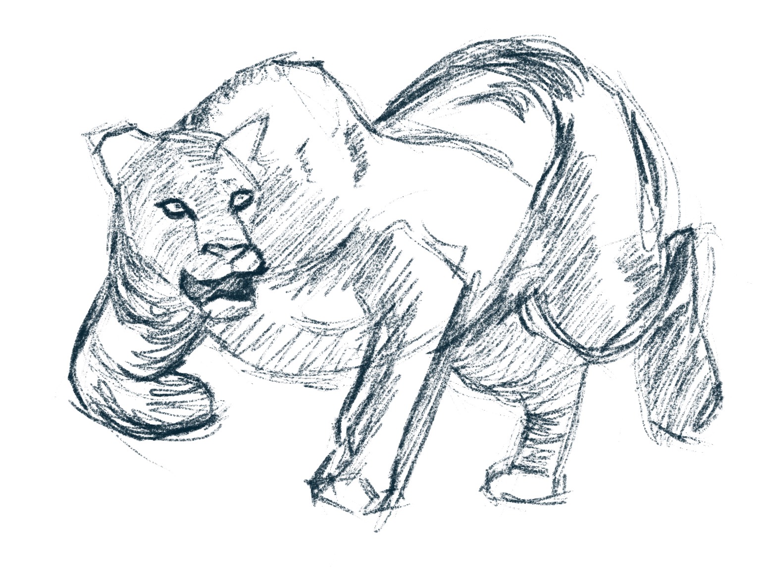 Digital sketch of a lion