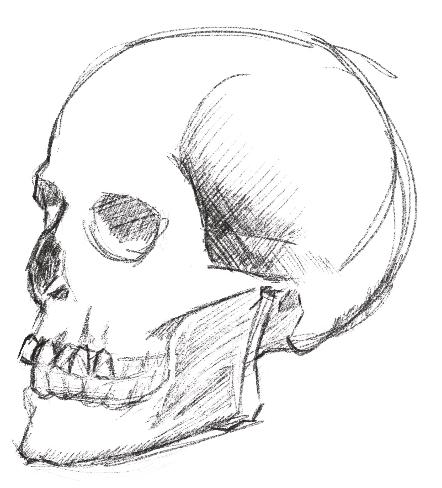 Digital sketch of a skull